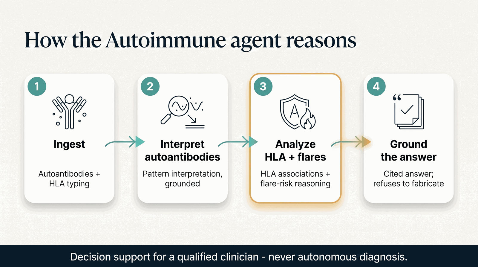 How the Autoimmune agent reasons — autoantibodies and HLA to flare-risk reasoning
