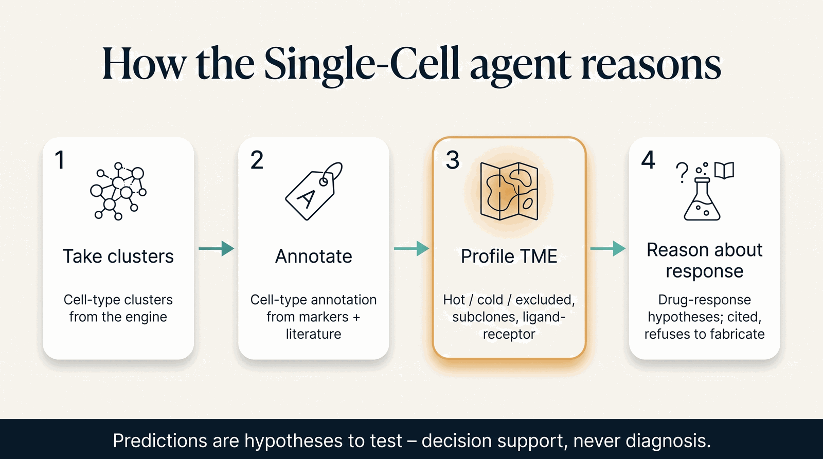 How the Single-Cell agent reasons — from computed clusters to interpretation