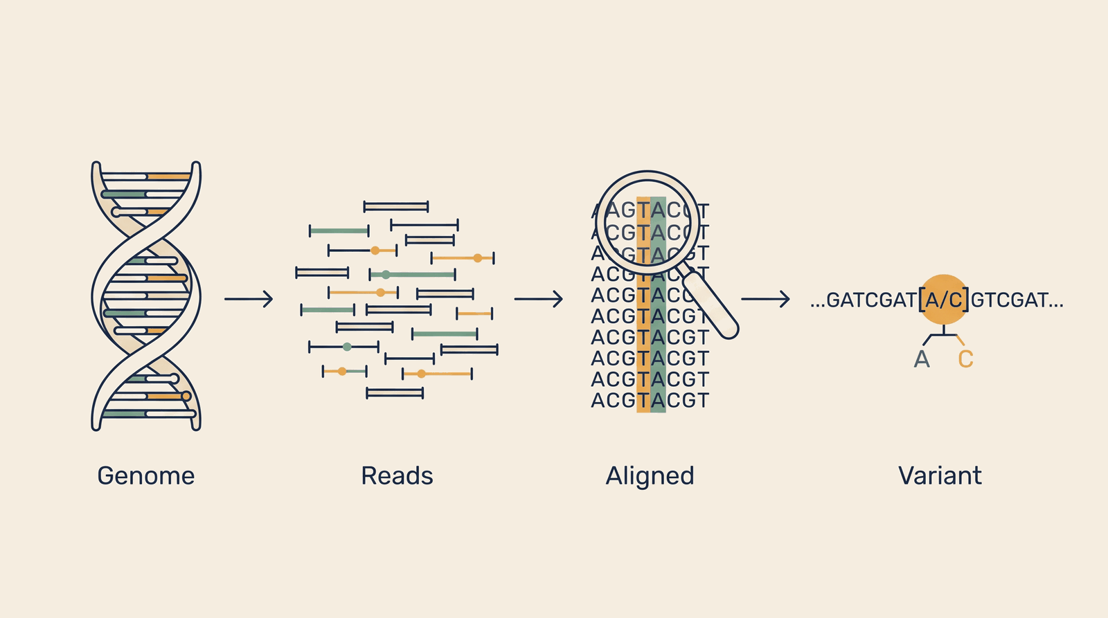 Genomic Foundation — process overview
