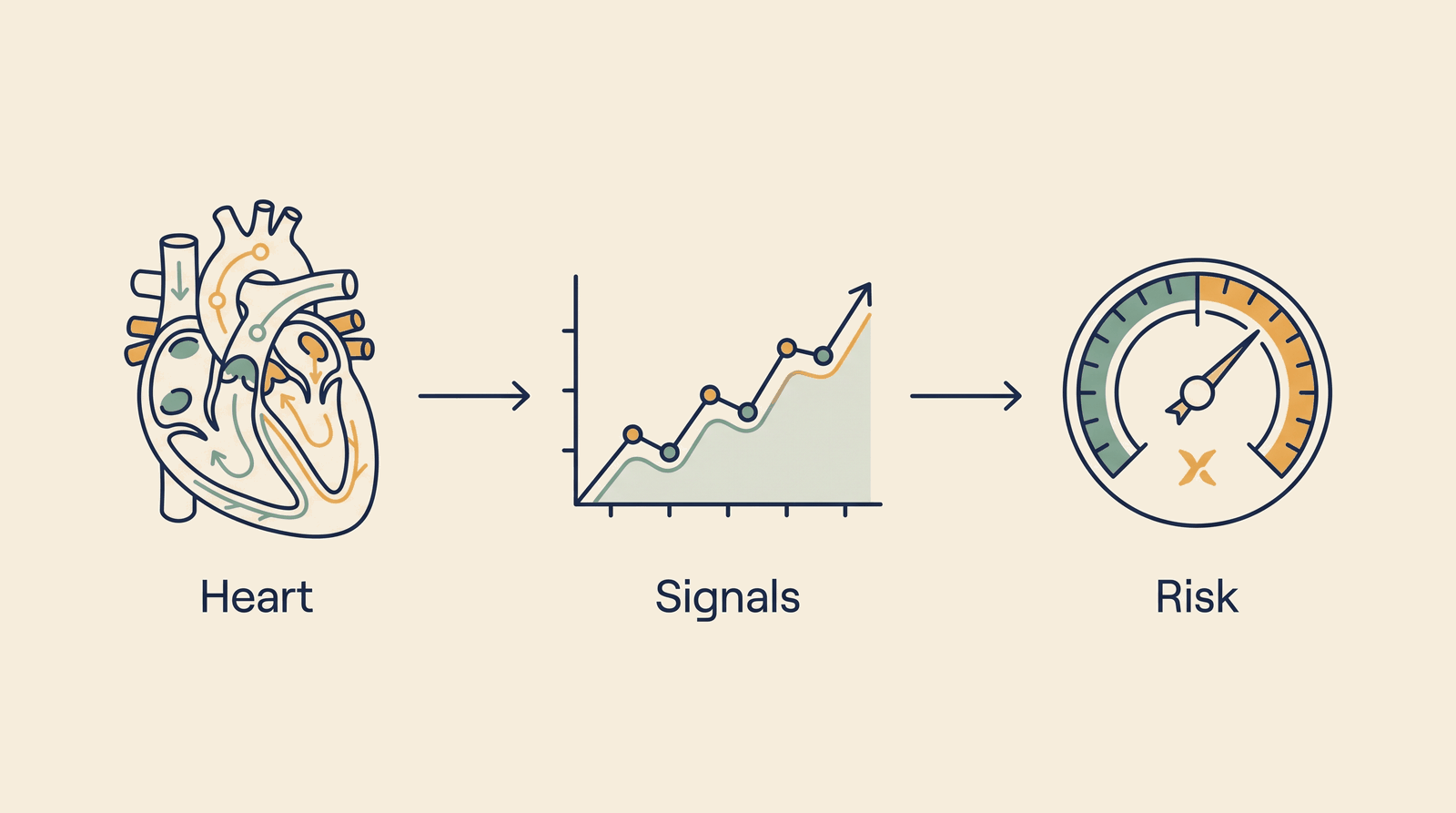 Cardiology — process overview