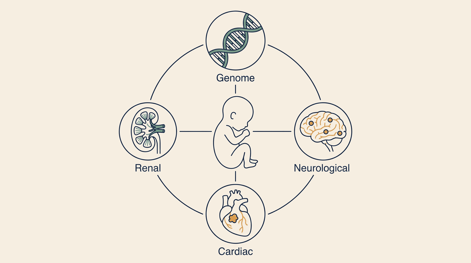 Tuberous Sclerosis Complex — process overview